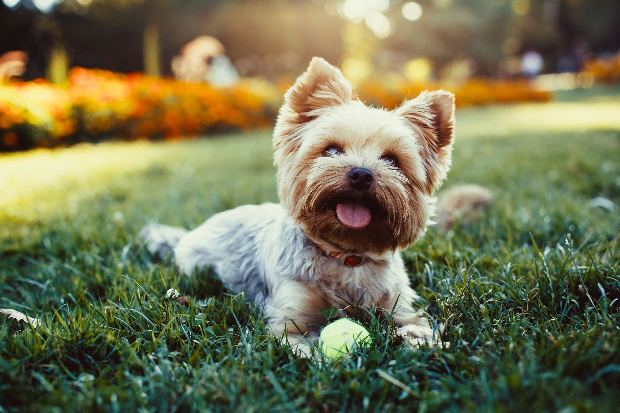 5 Ways To  Improve Your  Dogs Health